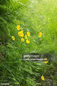 Image result for Meconopsis cambrica