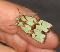 Attēlu rezultāti vaicājumam “Staurophora celsia”