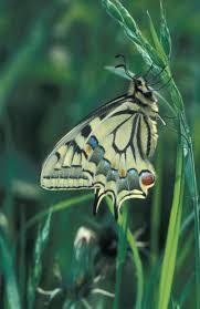 Attēlu rezultāti vaicājumam “Papilio machaon upperside”
