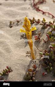 Attēlu rezultāti vaicājumam “Orobanchaceae”