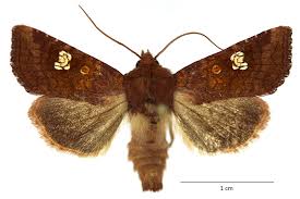 Attēlu rezultāti vaicājumam “Amphipoea”