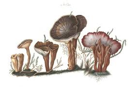 Attēlu rezultāti vaicājumam “Coltricia perennis”