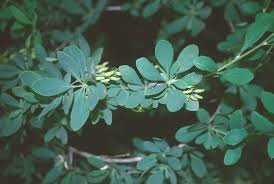 Attēlu rezultāti vaicājumam “Berberis vulgaris”