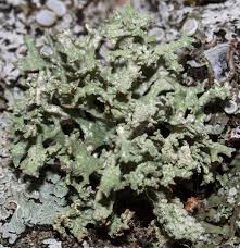 Attēlu rezultāti vaicājumam “Ramalina pollinaria”