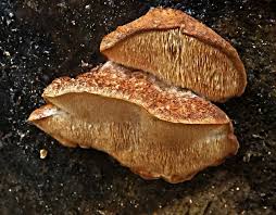 Attēlu rezultāti vaicājumam “Postia leucomallella”