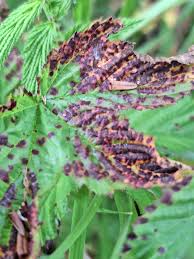 Attēlu rezultāti vaicājumam “Triphragmium ulmariae”