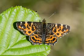 Attēlu rezultāti vaicājumam “Araschnia levana underside”