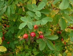 Attēlu rezultāti vaicājumam “Rosa majalis”