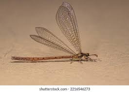 Attēlu rezultāti vaicājumam “Myrmeleontidae imago”