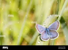 Attēlu rezultāti vaicājumam “Plebejus idas male”