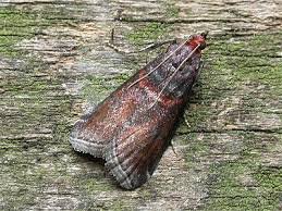 Attēlu rezultāti vaicājumam “Acrobasis advenella”