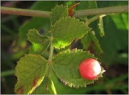 Attēlu rezultāti vaicājumam “Diplolepis eglanteriae”