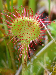 Image result for Drosera