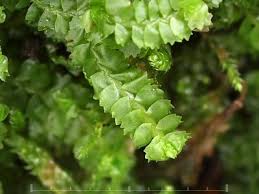 Attēlu rezultāti vaicājumam “Barbilophozia barbata”