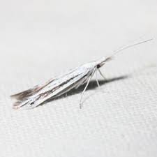 Attēlu rezultāti vaicājumam “Coleophoridae”