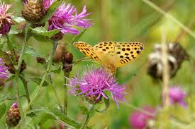Attēlu rezultāti vaicājumam “Argynnis laodice female”