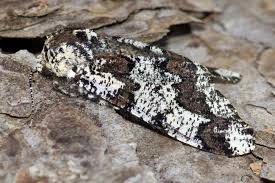 Attēlu rezultāti vaicājumam “Biston strataria”