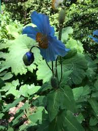Image result for Meconopsis betonicifolia