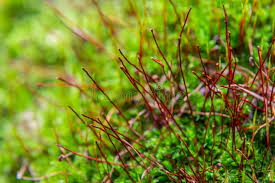 Attēlu rezultāti vaicājumam “Atrichum undulatum”