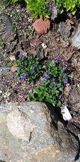 Attēlu rezultāti vaicājumam “Viola epipsila”