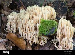 Attēlu rezultāti vaicājumam “Ramaria stricta”