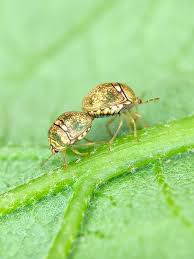 Attēlu rezultāti vaicājumam “Cribraria macrocarpa stalked”