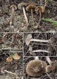 Attēlu rezultāti vaicājumam “Inocybe lanuginosa”