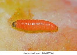 Attēlu rezultāti vaicājumam “Grapholita funebrana larva”