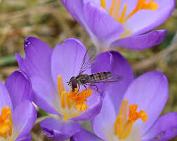 Attēlu rezultāti vaicājumam “Episyrphus balteatus”