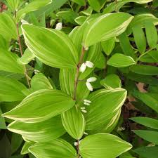 Attēlu rezultāti vaicājumam “Polygonatum odoratum bud”