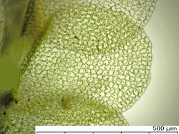 Attēlu rezultāti vaicājumam “Chiloscyphus pallescens”