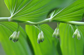 Attēlu rezultāti vaicājumam “Polygonatum odoratum bud”