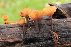 Attēlu rezultāti vaicājumam “Rutstroemia firma”