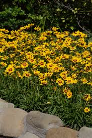 Image result for Coreopsis