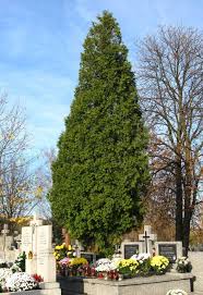 Attēlu rezultāti vaicājumam “Thuja occidentalis”