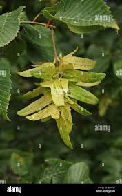 Attēlu rezultāti vaicājumam “Carpinus betulus fruit”