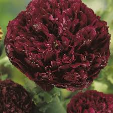 Image result for Papaver somniferum Black