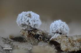 Attēlu rezultāti vaicājumam “Physarum penetrale macro”