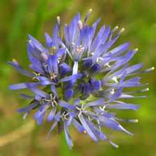 Attēlu rezultāti vaicājumam “Jasione montana”