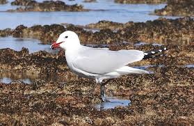 Image result for Larus audouinii