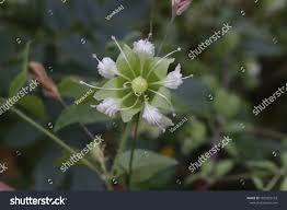 Attēlu rezultāti vaicājumam “Silene baccifera”