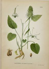 Attēlu rezultāti vaicājumam “Phyteuma spicatum”