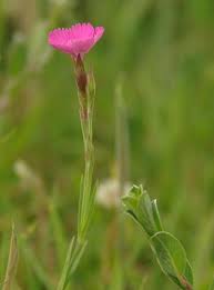 Attēlu rezultāti vaicājumam “Dianthus deltoides flower”