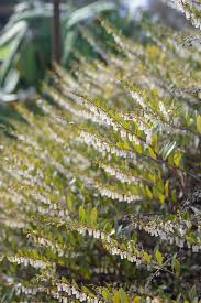 Attēlu rezultāti vaicājumam “Chamaedaphne calyculata flower”