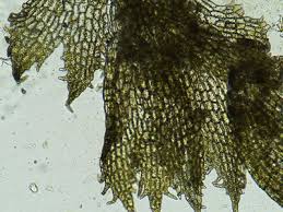 Attēlu rezultāti vaicājumam “Cephaloziella elachista”