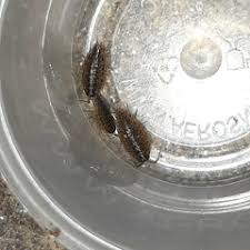 Attēlu rezultāti vaicājumam “Ligidium hypnorum”