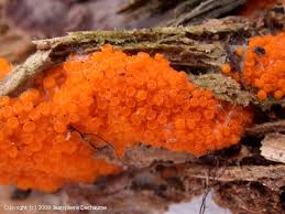 Attēlu rezultāti vaicājumam “Byssonectria fusispora”