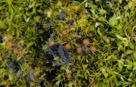 Attēlu rezultāti vaicājumam “Campylopus pyriformis”