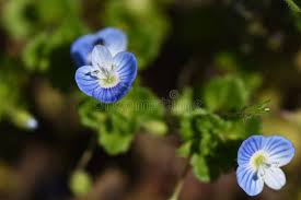 Attēlu rezultāti vaicājumam “Veronica persica flower”