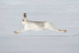 Attēlu rezultāti vaicājumam “Lepus timidus”